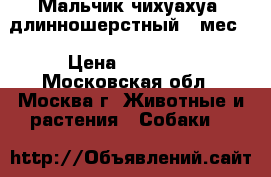 Мальчик чихуахуа, длинношерстный 3 мес. › Цена ­ 12 000 - Московская обл., Москва г. Животные и растения » Собаки   